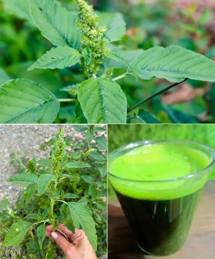 10 Remarkable Health Benefits of Pigweed Greens You Need to Know