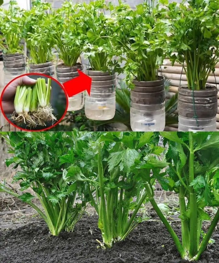 Surprised With How To Grow Celery In Plastic Bottles Quickly | How To Grow Celery At Home