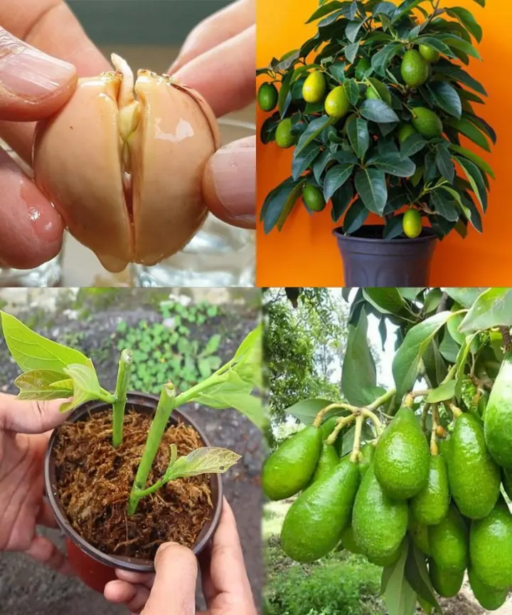 6 Simple Steps to Grow an Avocado Tree From a Pit