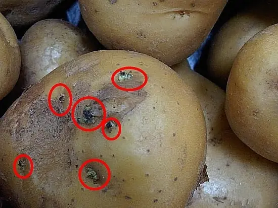 6 Signs of Bad Potatoes – Don’t Buy Them No Matter How Cheap!