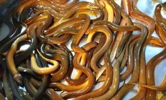 You should never eat golden eel