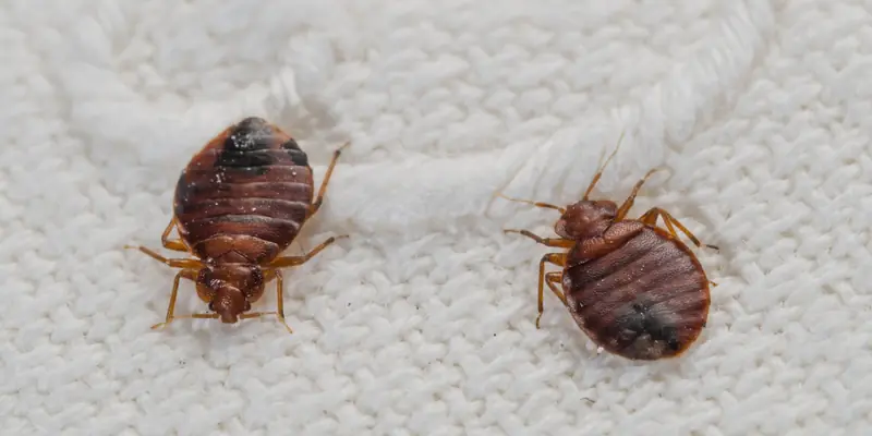 Say Goodbye to Bed Bugs how to get rid of bedbugs from mattresses.