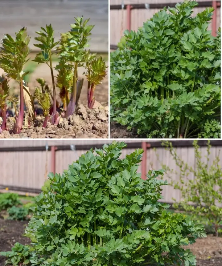 Growing and Using Lovage: The Overlooked Herb Every Garden Needs