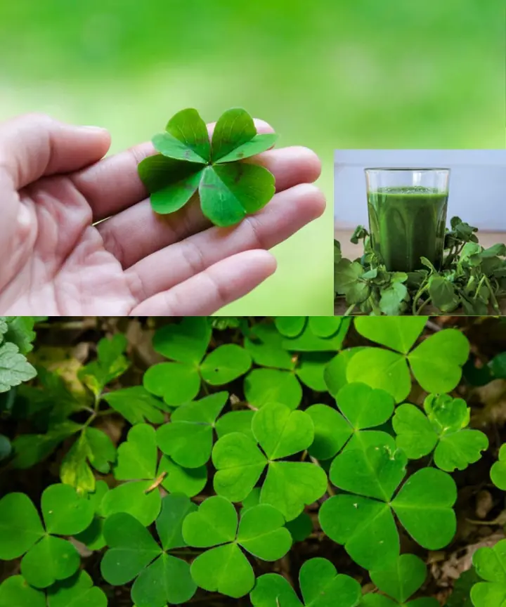 Top 5 Remarkable Health Benefits of Wood Sorrel