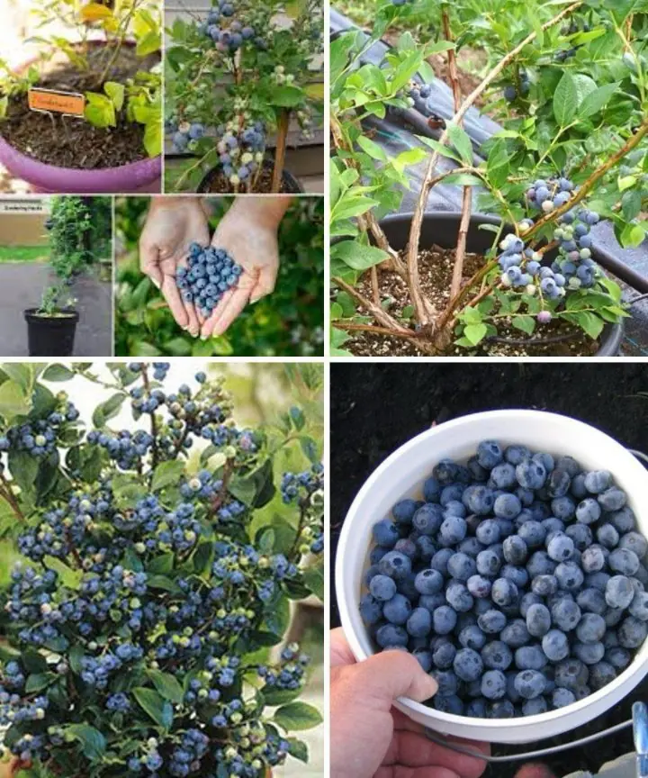 Planting Blueberries at Home: A Guide to Cultivating an Abundant Supply