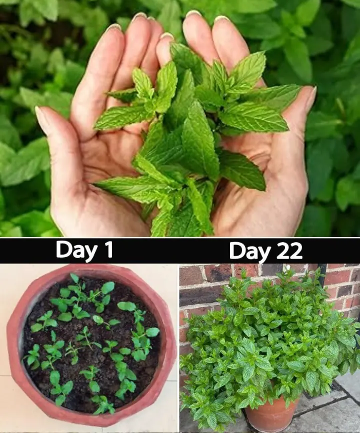 16 Reasons to Grow Mint: Enjoy the Flavor Without Losing Control