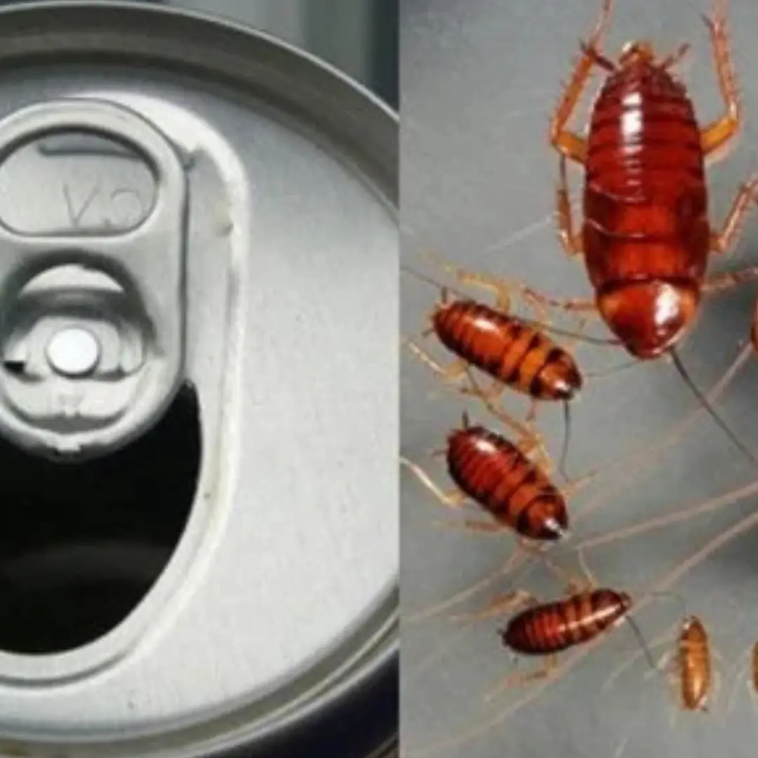 Just 1 half-drunk can of beer can kill a whole colony of cockroaches