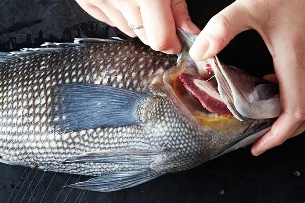 4 Clever Tips to Identify Fresh Fish – Even Sellers Can’t Fool You!