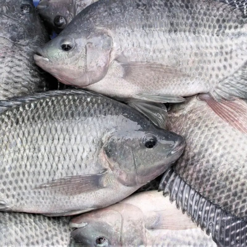 You should not buy these fish even though they are cheap