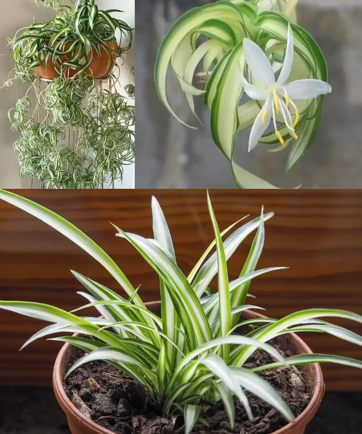 Chlorophytum Chronicles: The Multifaceted Benefits of Hosting Spider Plants Indoors