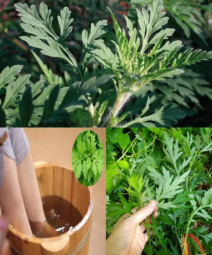 Unveiling the Power of Mugwort: 20 Amazing Benefits and How to Use It