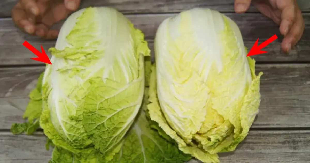 Should You Buy Green or White Napa Cabbage? A Farmer’s Guide to Picking the Best One