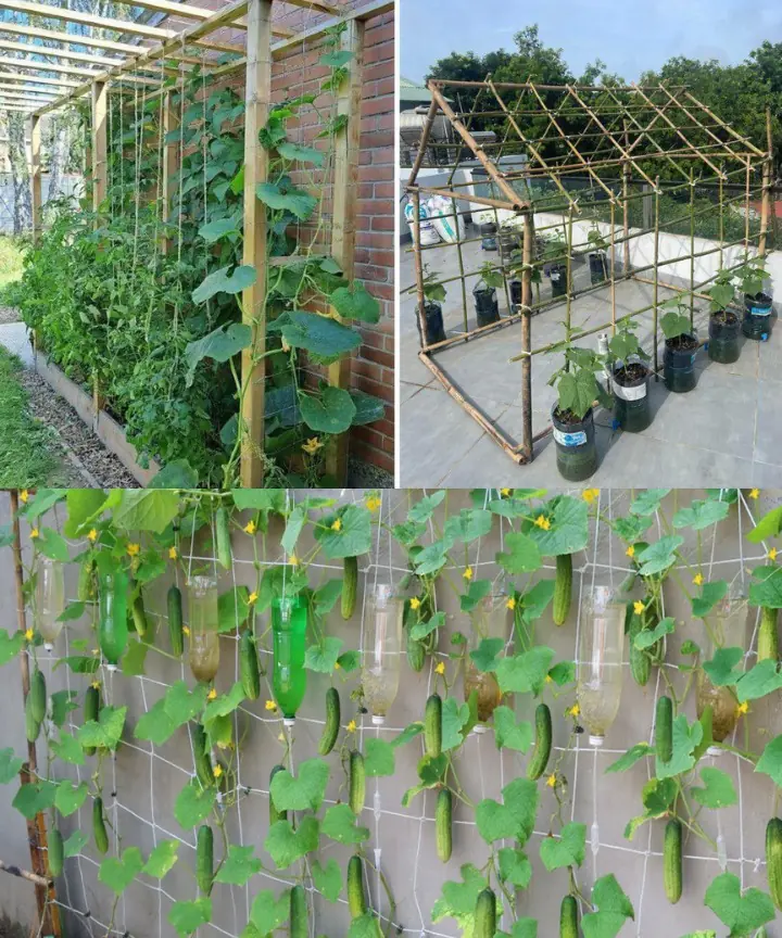 9 Innovative Cucumber Trellis Concepts to Elevate Your Harvest to New Heights