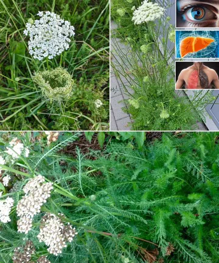 Yarrow: A Natural Herb with Powerful Health Benefits