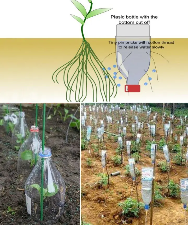 DIY Automatic Plant Watering System: Simple Steps to Keep Your Plants Healthy While You’re Away