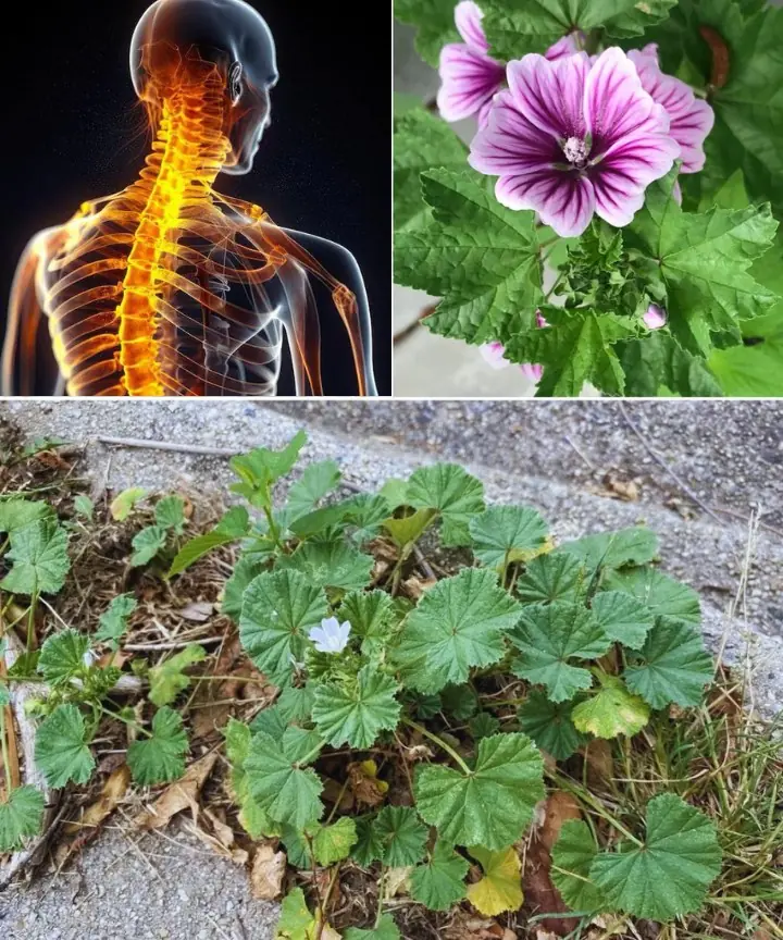 Unlocking the Secret Health Benefits of Common Mallow: Nature’s Wonder Herb for Wellness