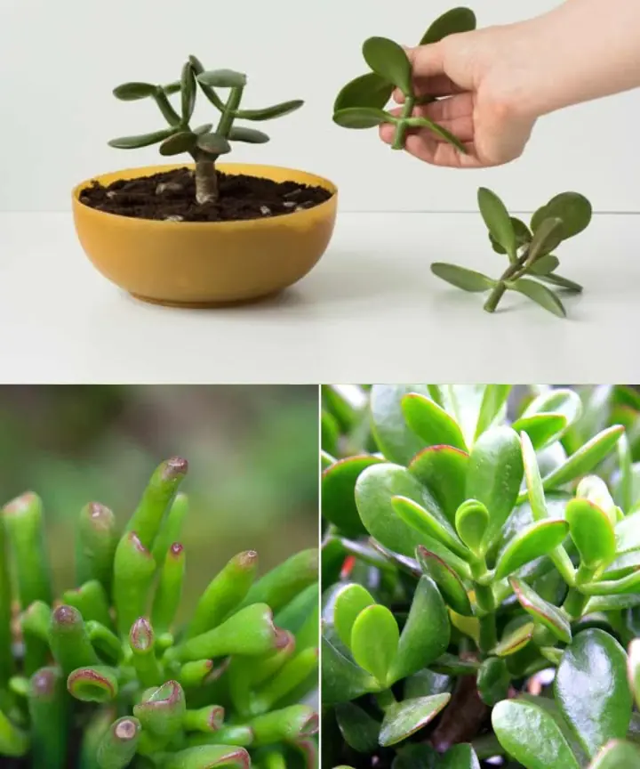 Unlock the Secret to Inducing Blooming in Jade Plants for an Abundance of Luck in Your Home