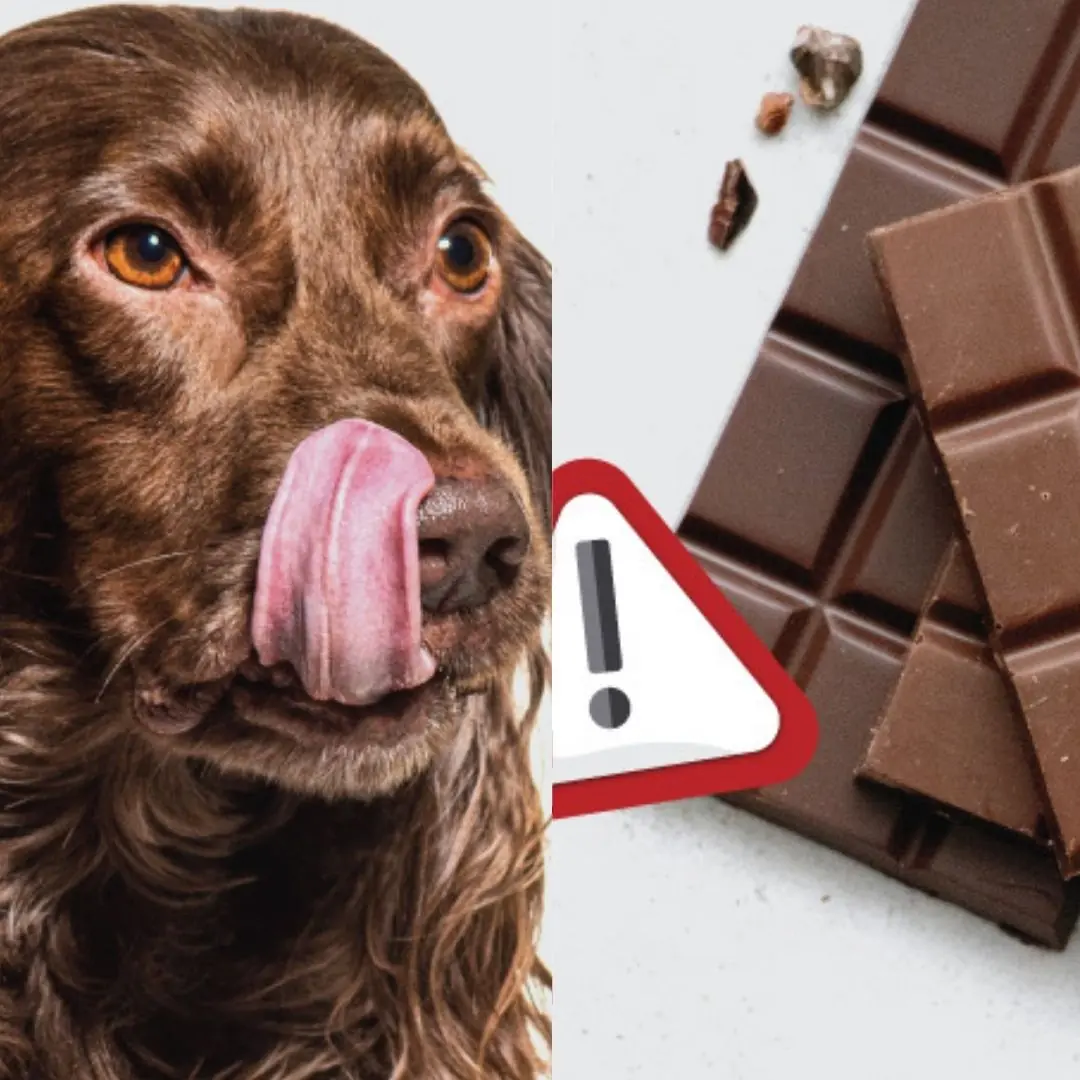 Why Dogs Can't Eat Chocolate?