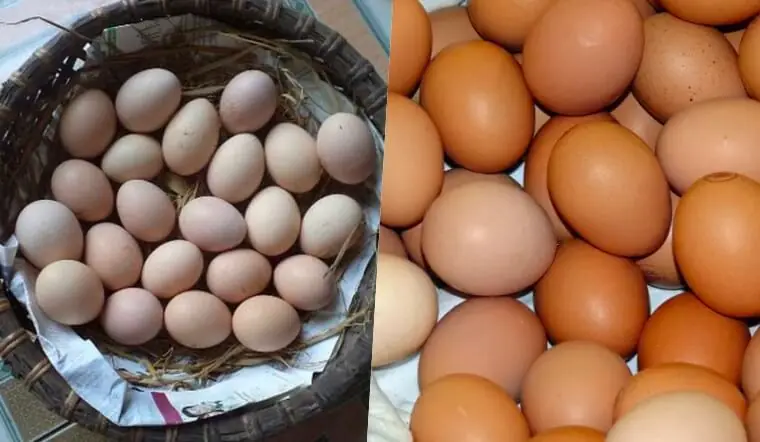 Red or White Eggs: Which One Is More Nutritious? Many People Choose the Wrong One!