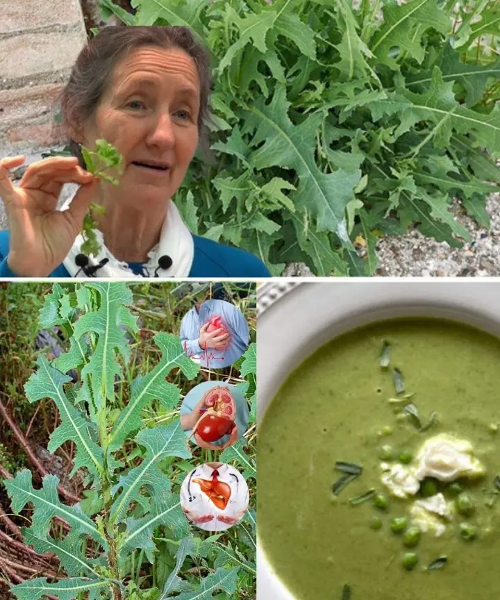 Delving into the Wonders of Prickly Lettuce – Medicinal Miracles and Culinary Creations