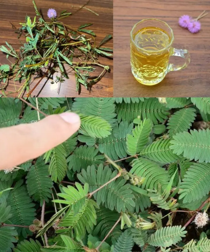 The Healing Power of Mimosa Pudica: 10 Incredible Health Benefits of the Sensitive Plant