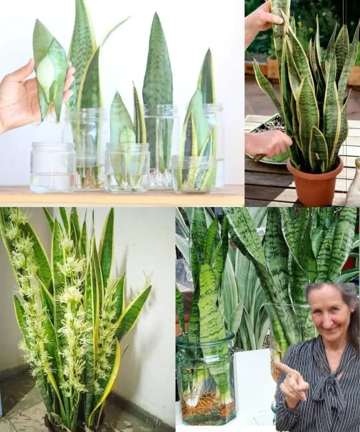 Quick Guide to Multiplying Your Sansevieria: From One Plant to Many