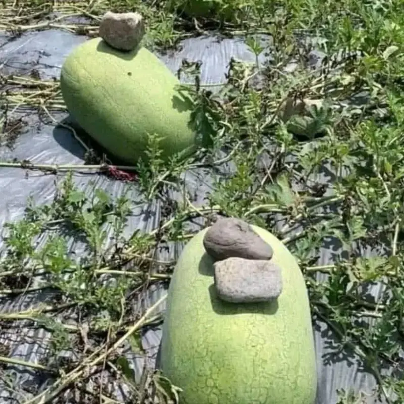 The Secret Behind the Stone on the Watermelon in China