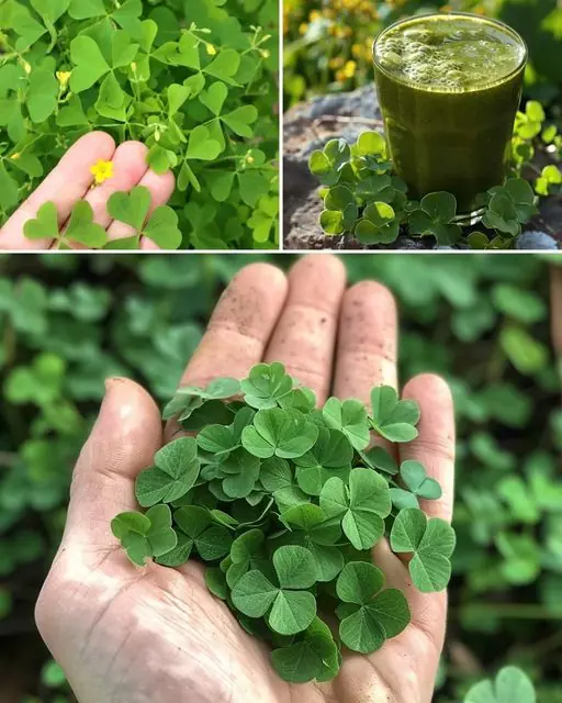 The Renaissance of Wood Sorrel: Unveiling Its Hidden Wonders