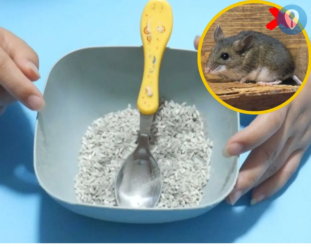 Mix rice with this and leave it in the corner of the house. Rats will run away and never dare to come near.