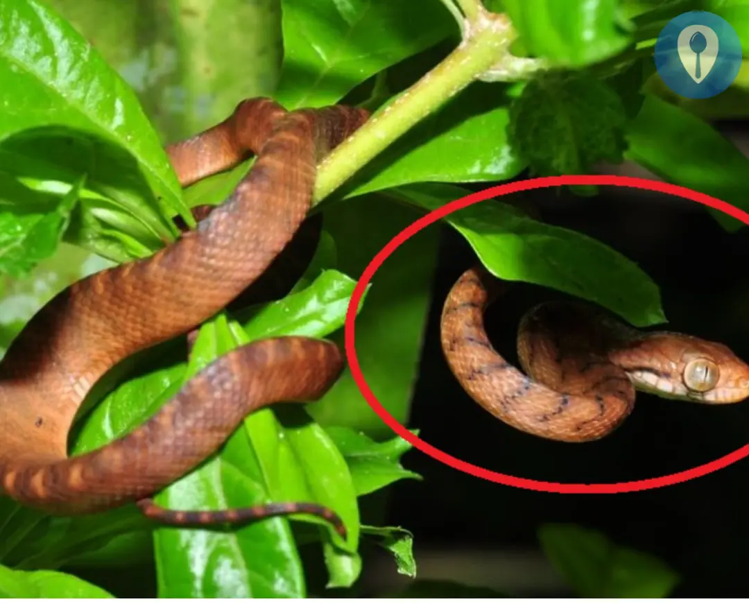 Home gardens grow these 4 types of plants that snakes are crazy about