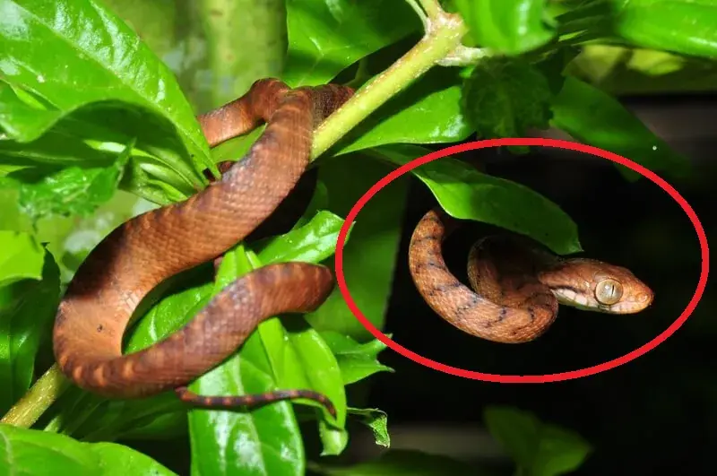 4 Plants That Attract Snakes & 3 That Repel Them—What to Grow (and Avoid) in Your Garden