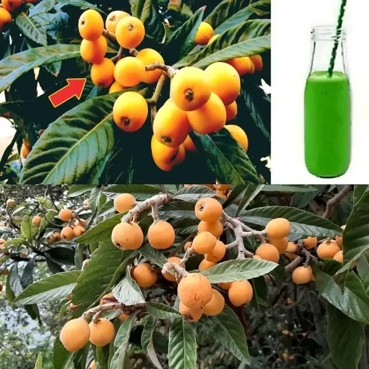 Why Loquat Leaves Are So Valuable