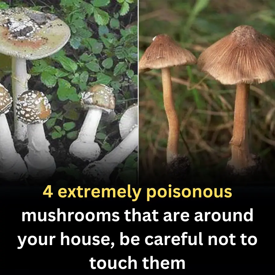 4 extremely poisonous mushrooms that are around your house, be careful not to touch them