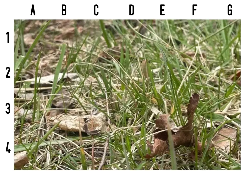 80% of people can't spot the snake within 5 seconds — can you?