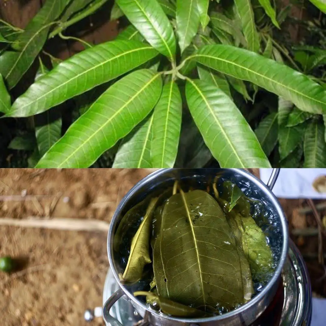 Everybody loves mangos, but most people don't realize how important their leaves are