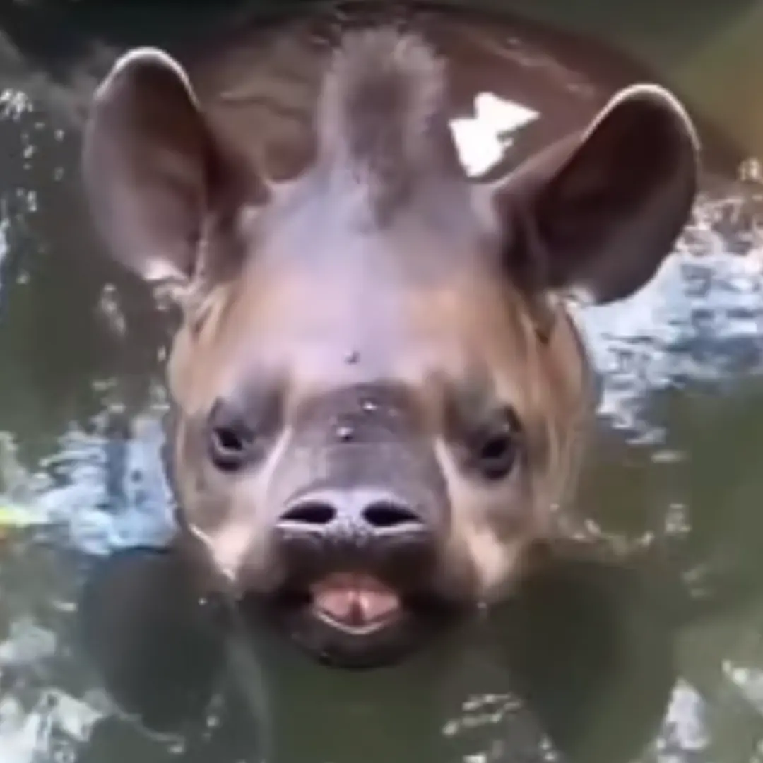 Traveling and saw a strange animal, hint: not a pig