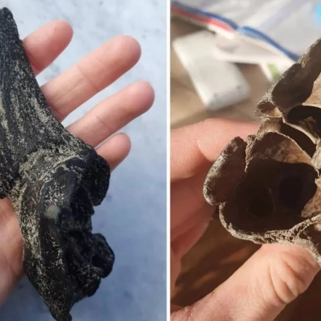 Dog Uncovers Ancient "Treasure" During a Casual Beach Walk With Owner!