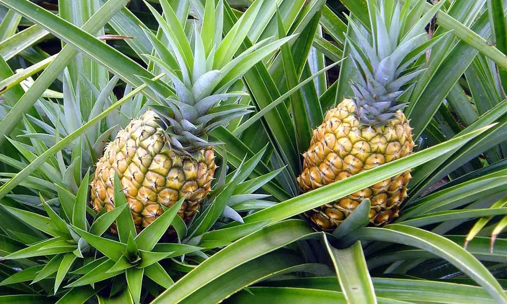 Snake-Magnet Plants You Should Avoid Growing Near Your Home — No Matter How Beautiful or Fragrant They Are