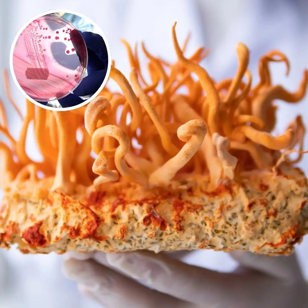 Himalayan fungus compound tweaked for 40x anti-c.a.n.cer boost, Scientists Say