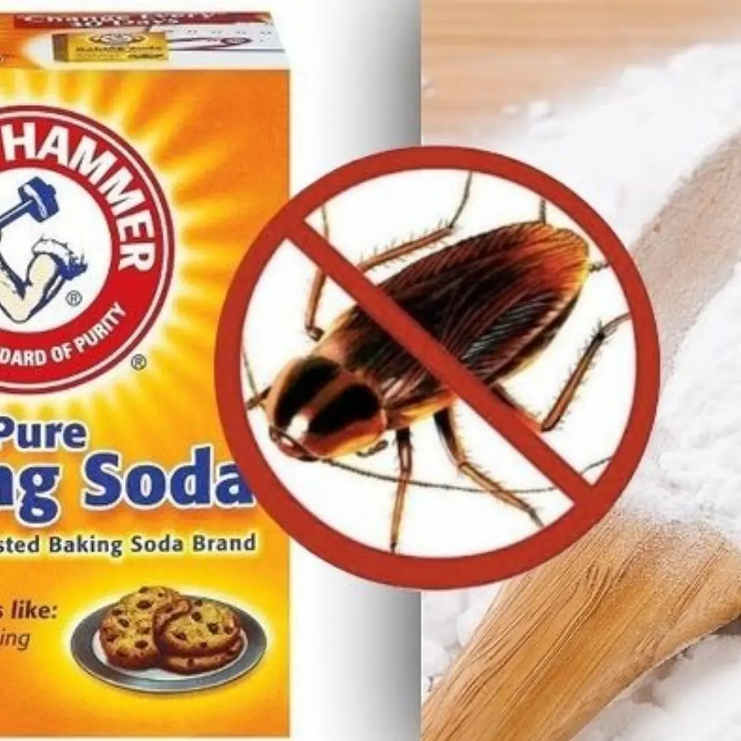 Why should you k.i.l.l cockroaches with baking soda?