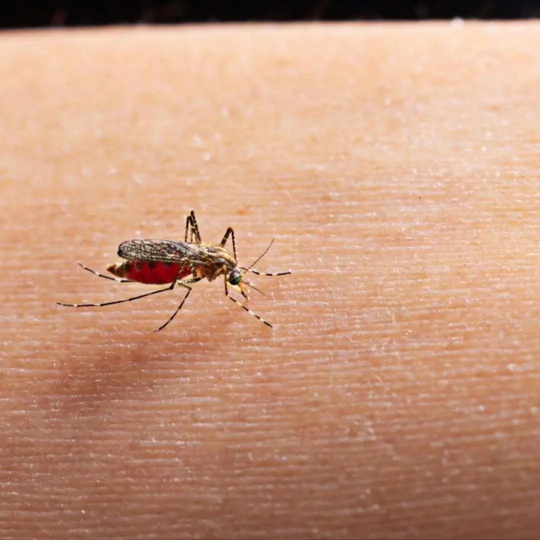 Everyone thinks that getting bitten by mosquitoes is due to blood type or body odor, but experts say: "Because you have this in your body."