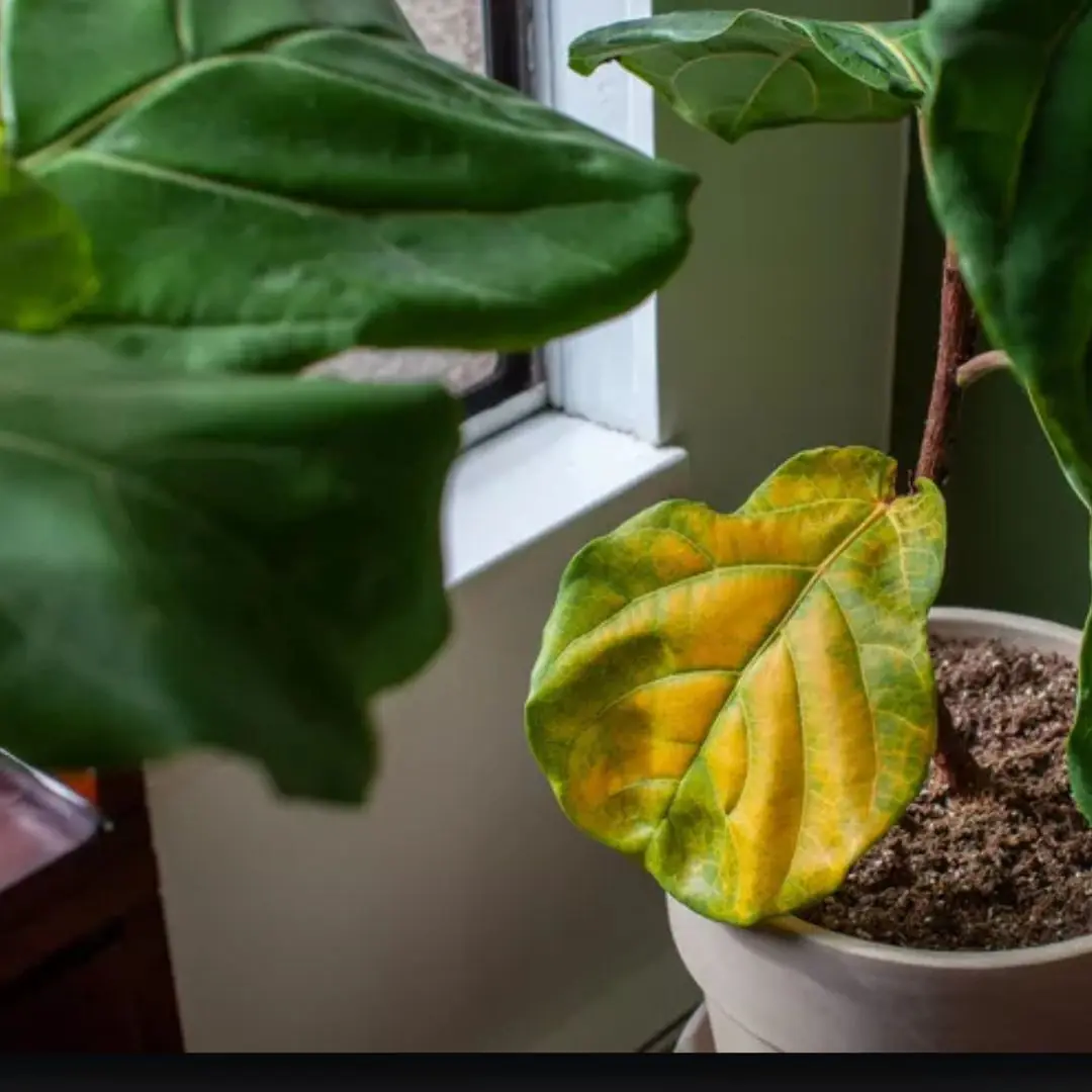 8 Plants You Should Never Grow Indoors—and What You Should Plant Instead