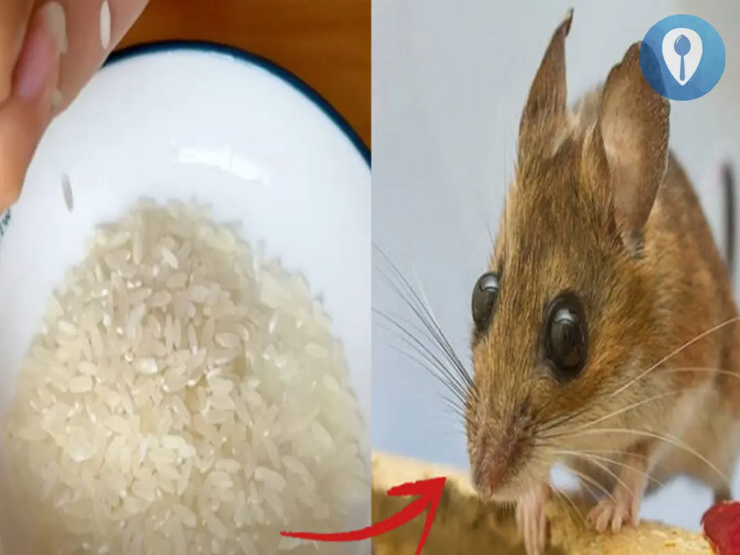 How to chase away a bunch of rats with just a handful of rice, without using toxic baits
