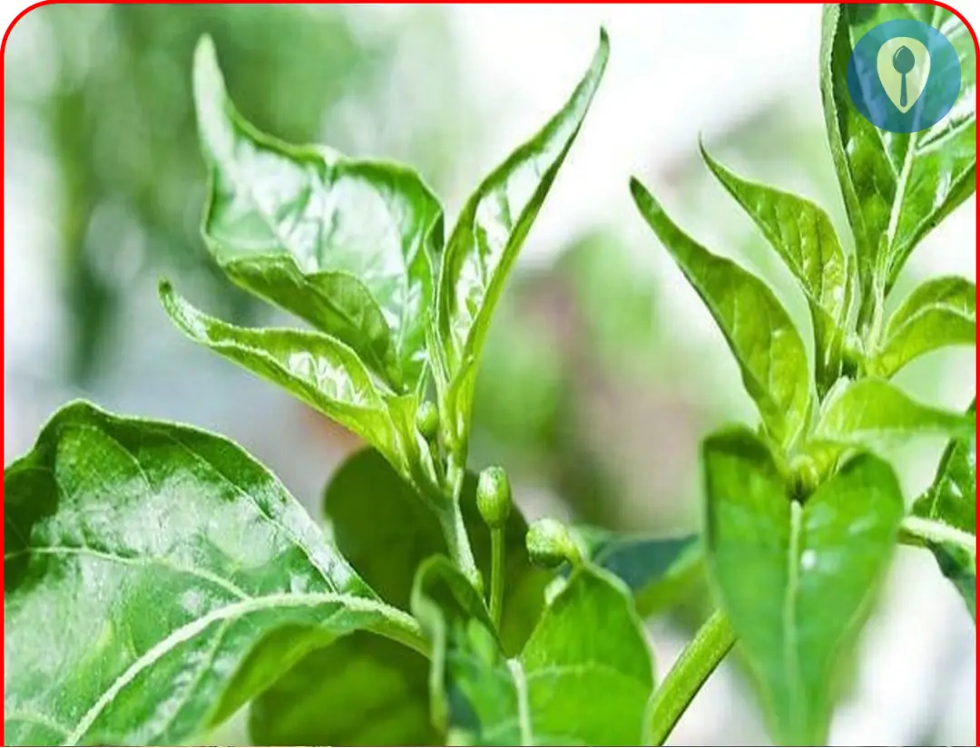 This type of leaf contains calcium