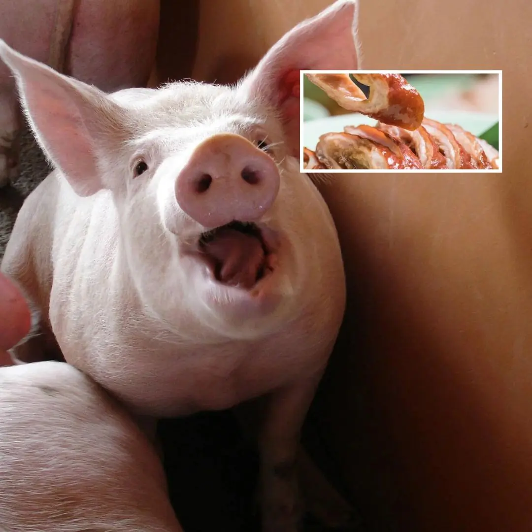 No matter how delicious they are, don't eat these 5 parts of the pig or you'll get si.ck