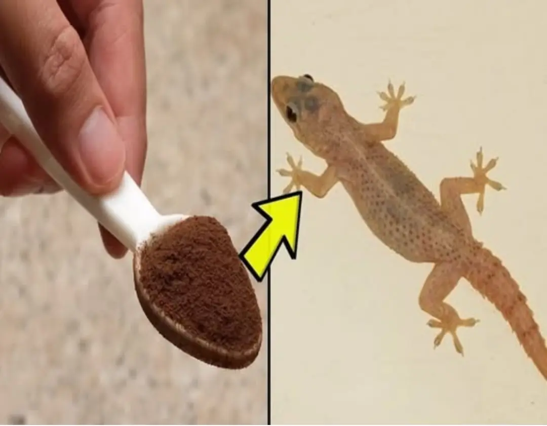 Too many geckos in the house, here's a little trick to make them 'go away and never come back'