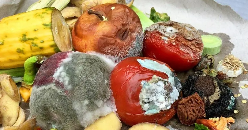 Is Moldy Food Still Edible If You Just Cut Off the Mold? Warning Signs Not Everyone Recognizes