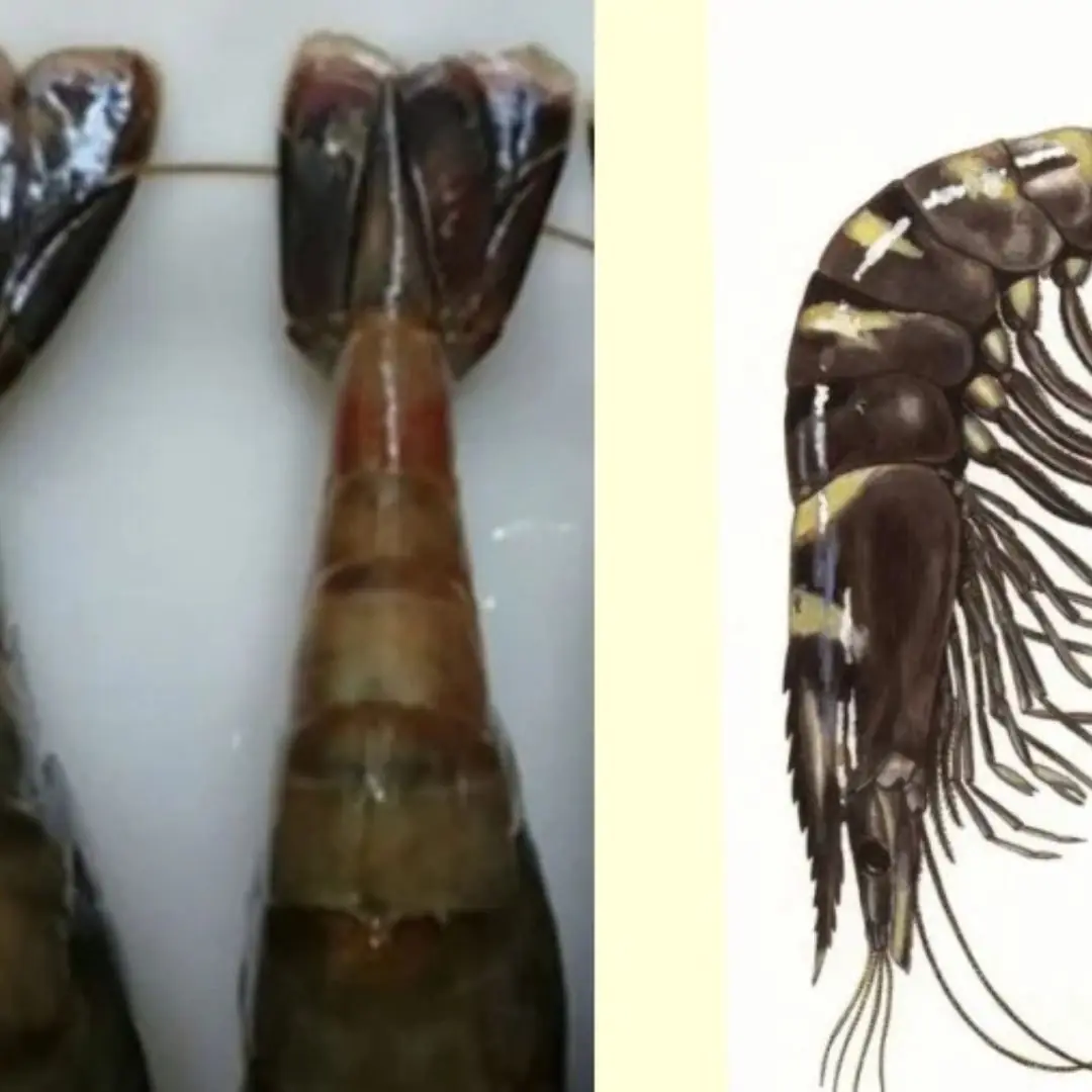 When buying shrimp, should you choose open or folded tails? 5 tips for choosing the right shrimp, stay away from shrimp injected with chemicals