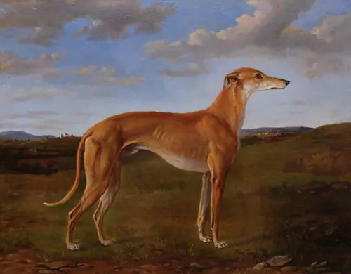 A Dark Brown Dog