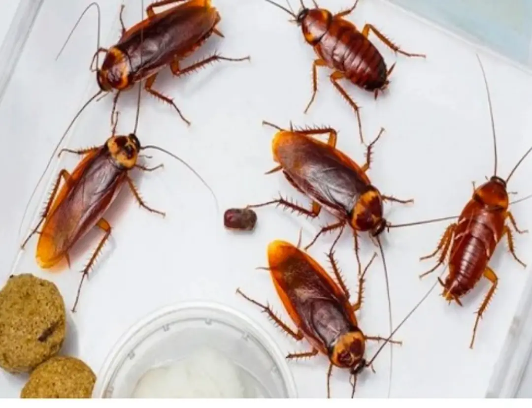 Show you 4 effective ways to keep your house free of cockroaches